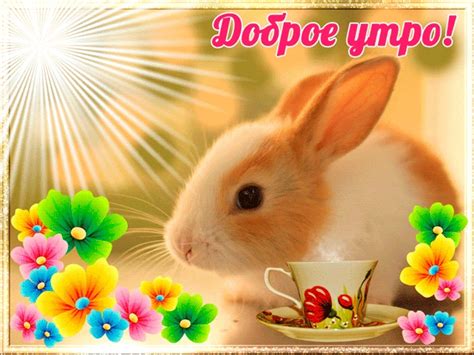 С добрым утром зайчик картинки | | Drasler