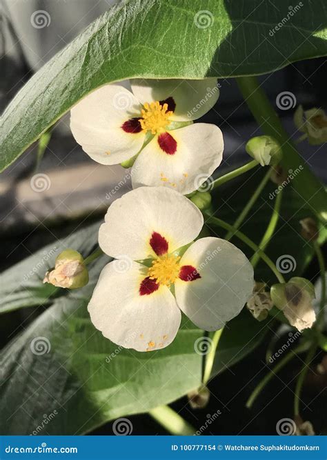 Sagittaria Montevidensis or Giant Arrowhead Flower. Stock Photo - Image