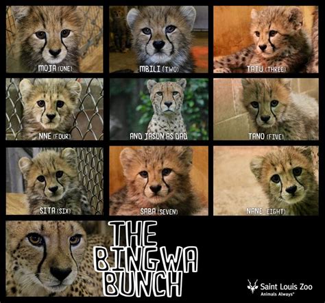 saint louis zoos  cheetah cubs   names check
