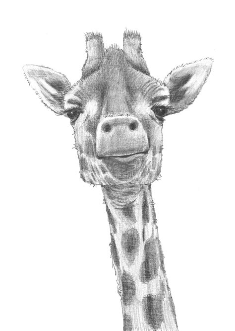 Giraffe art, Animal drawings sketches, Giraffe drawing