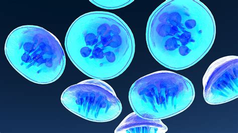 3D Osteoclast - TurboSquid 1961334 