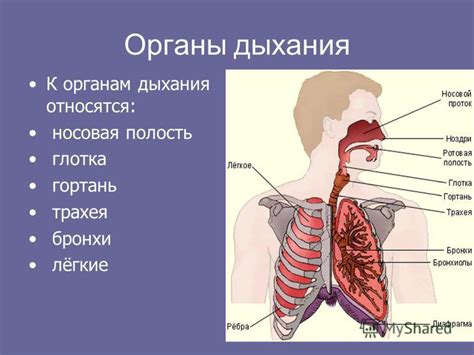 Презентация на тему: "Строение органов дыхания. Органы дыхания К ...