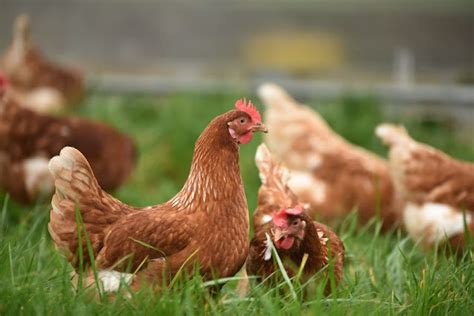 sejarah asal usul ayam rumah potong ayam rpa rumah potong unggas