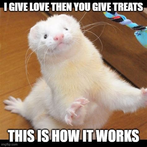 ferret Memes & GIFs - Imgflip