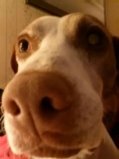 english pointer puppy adorable brown  white dog