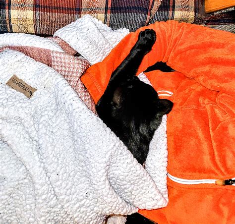 This is how Tiny Satan wants to spend her snowstorm day. : blackcats