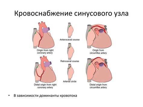 Хирургическая анатомия сердца - презентация онлайн