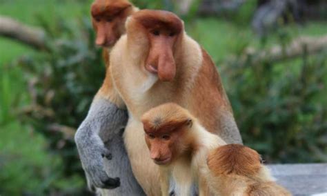 The mystery behind the proboscis monkey's big nose