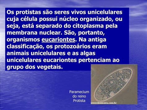 Protozoários São Eucariontes - PPT - Protistas: Protozoários e algas unicelulares eucariontes ...