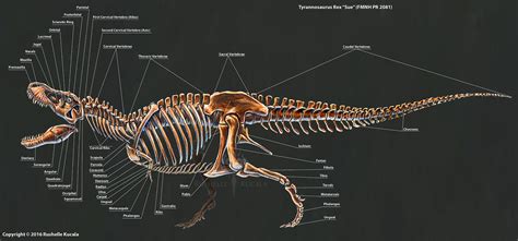 2016 Tyrannosaurus Rex Skeletal Study by TheDragonofDoom on DeviantArt