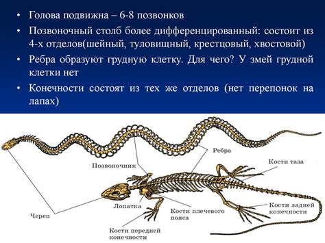 Класс Пресмыкающиеся - презентация онлайн
