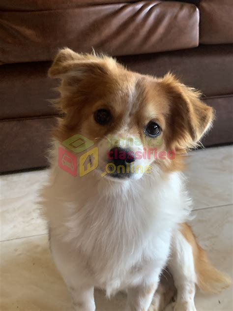 Chihuahua Pomeranian For Sale - Half Way Tree