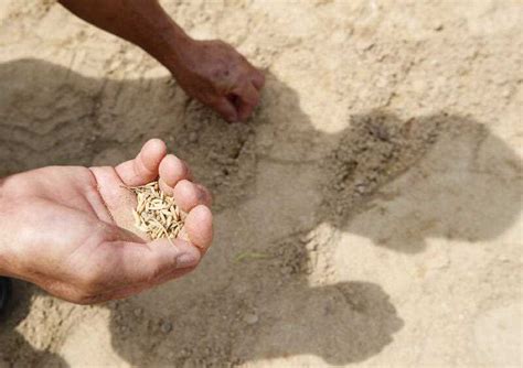 Boorowa Rotary starts seed exchange at community op shop | Canberra Daily