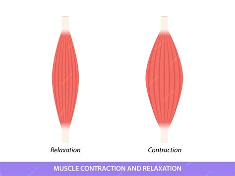 Premium Vector | Muscle contraction and relaxation illustration