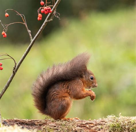 Irish Red Squirrel Stock Photos, Pictures & Royalty-Free Images - iStock