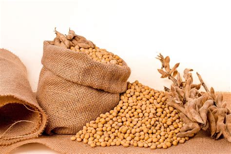 process  soya drinks production increased fibres  proteins