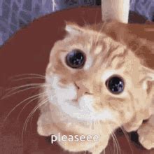 Please Cat GIFs | Tenor