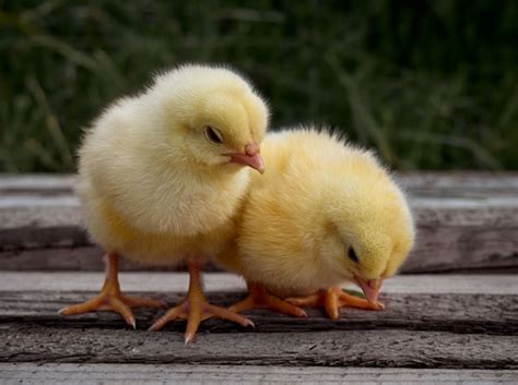 Page 23 | Dwarf Chicken Breeds Images - Free Download on Freepik