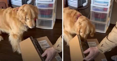 Devastated Golden Retriever Gets A Gift To Help Ease His Pain & Loneliness