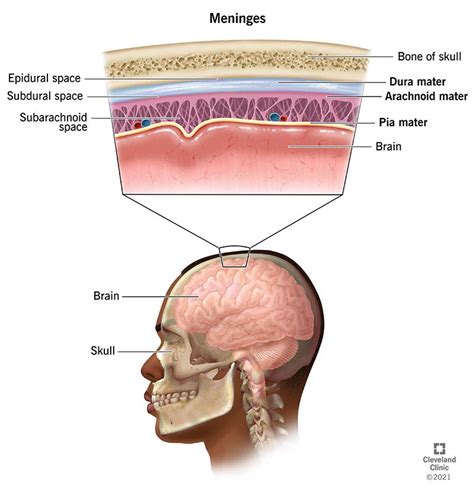 meninges    function