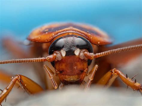 real bugs life society  camera operators