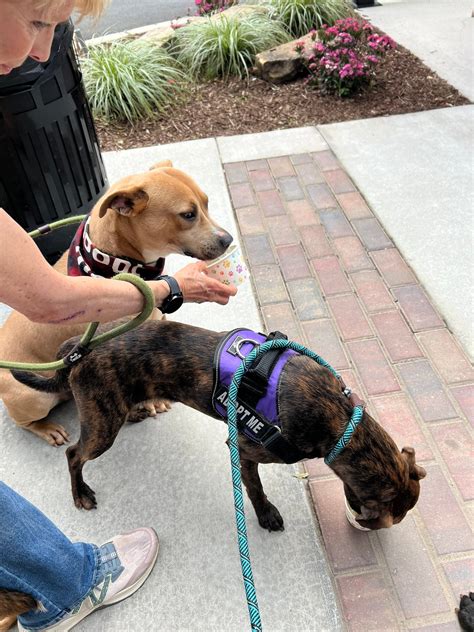 Carroll Co GA Animal Shelter