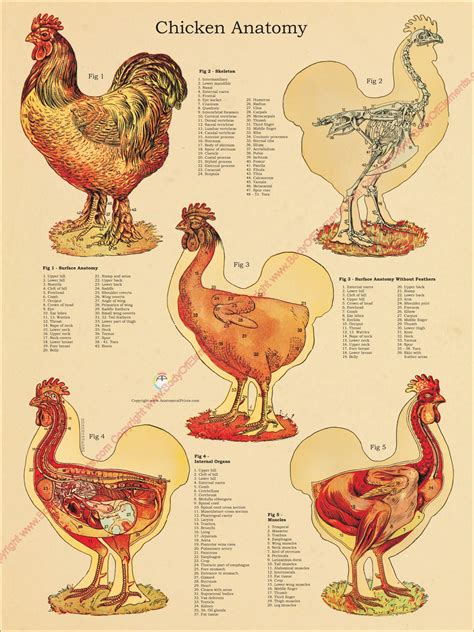 Chicken Anatomy Atlas Poster – Body of Elements