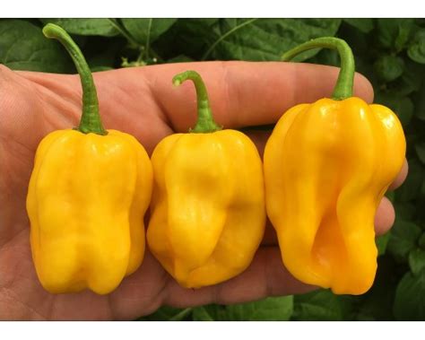 Купить семена острого перца Habanero Gambia Yellow в интернет-магазине ...