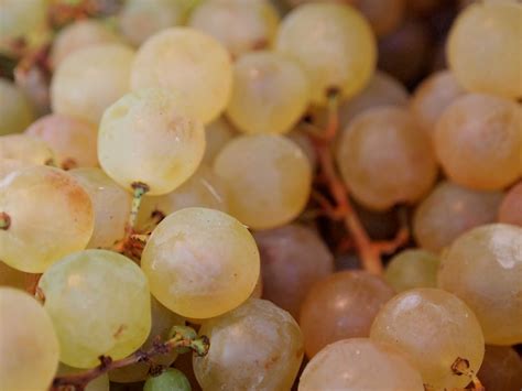 Мускат Гамбургский Виноград Фото – Telegraph