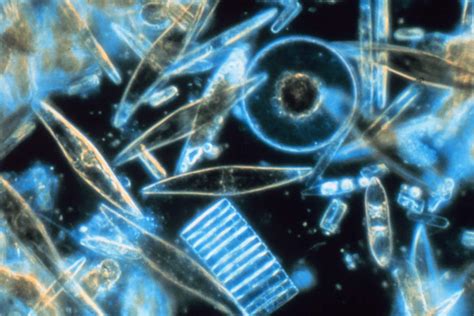 What is Phytoplankton?