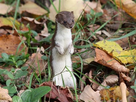 Обыкновенная ласка (лат. Mustela nivalis)