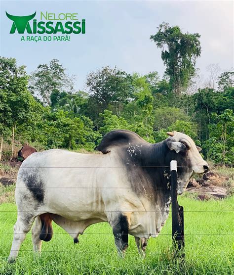 Nelore Missassi “A Raça do Pará” (@neloremissassi) • Instagram photos