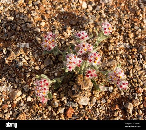 A small plant with flowers in Namibia desert Stock Photo - Alamy