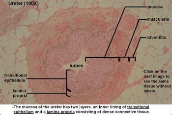 Ureter – Tutorial – Histology Atlas for Anatomy and Physiology