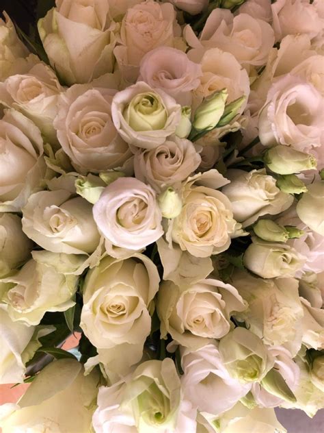 Білі троянди | Flowers, Plants, Rose