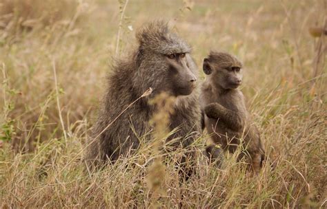 Baboons - Born Free