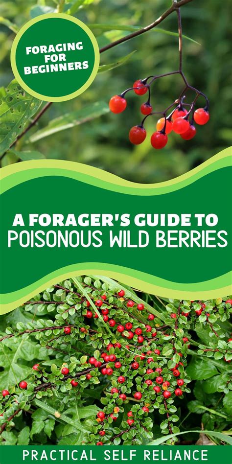 Poisonous berries a forager s guide – Artofit