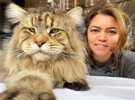 27 Maine Coon Cat Photos That Make Your Cat Look Miniature - MaineCoon.org