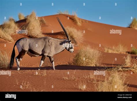 oryx antelope oryx  namib desert namibia africa stock photo alamy