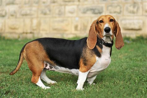 Raças De Cachorros E Preços - Cachorros pequenos e baratos: veja as melhores opções de raças e preços