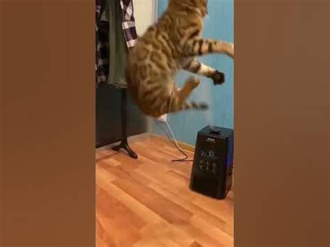 #котик прыгает за воздухом - YouTube