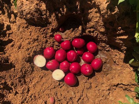 New Potato Varieties Available in Canada for 2023