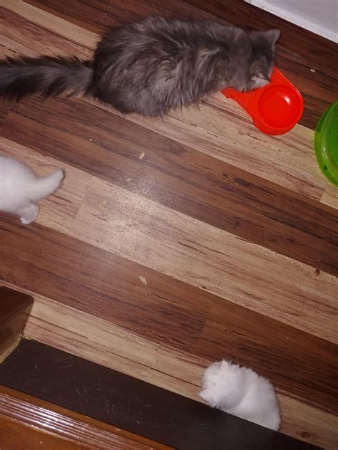 That's a long kitten! : pics