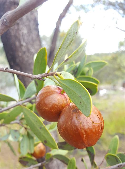 Santalum spicatum - Sandalwood - Australian Native Plants - The Corroboree