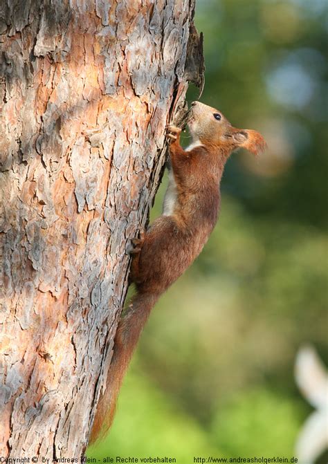 Eichhörnchen - Steckbrief und Infos Naturfotografien von Andreas Klein ...