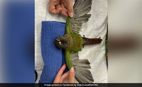 Parrot With Clipped Wings In Australia Gets Second Chance To Fly