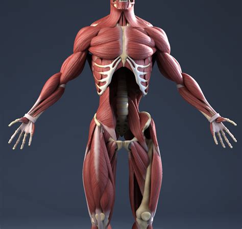 male anatomymusclesskeleton  model