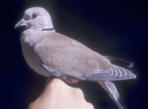 Ringneck Dove Facts, Pet Care, Behavior, Diet, Price, Pictures