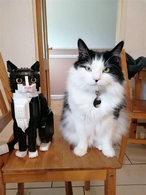 My Tuxedo boys with the new Tuxedo Cat LEGO set! : r/cats