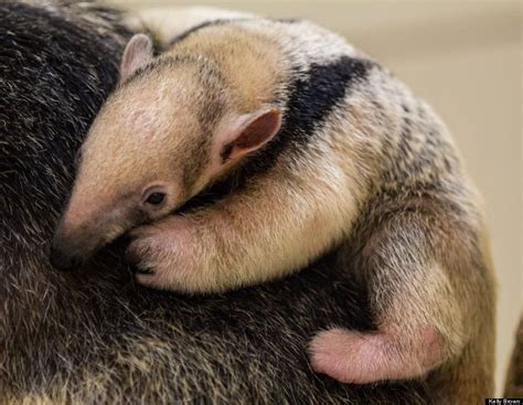 Southern Tamandua Born At Buffalo Zoo (PHOTOS) | HuffPost